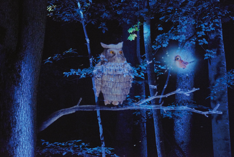 写真:暗闇の森の中、映し出されたフクロウと小鳥のカスケが語りだす様子。