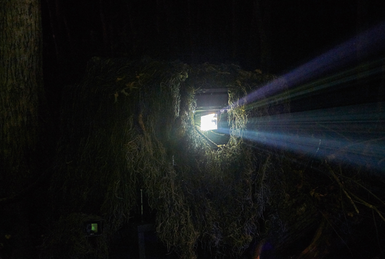写真:園内の木々に紛れるよう配置されたプロジェクターが映像を映しだしている様子。
