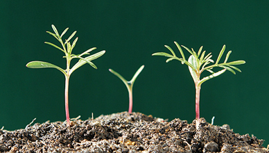 実体顕微鏡の撮影映像