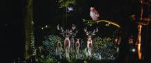 写真:物語のクライマックス、森へ帰る動物たちの映像が実際の自然と溶け込み、幻想的な雰囲気を生み出している。